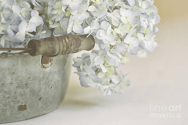 Flowers Art Print featuring the photograph Soft Baby Blues by Alison Sherrow I AgedPage Fine