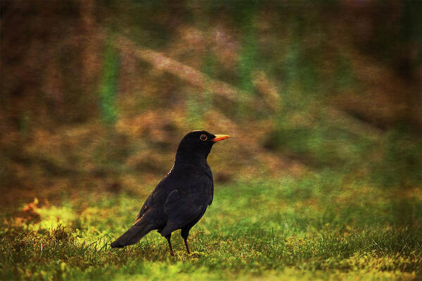 Wildlife Art Print featuring the photograph Solitary Blackbird by Tikvah's Hope