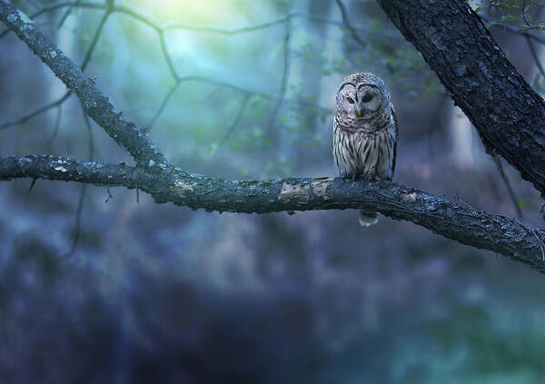 Owl Art Print featuring the photograph Solitude - Landscape by Rob Blair