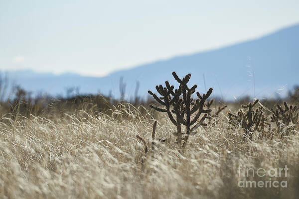 New Mexico Desert Art Print featuring the photograph Southwest Cactus In Grass by Robert WK Clark