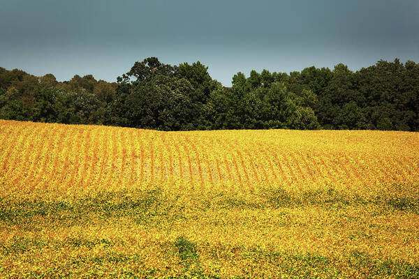 Scenics Art Print featuring the photograph Soybean Field Mature For Harvest by Yinyang