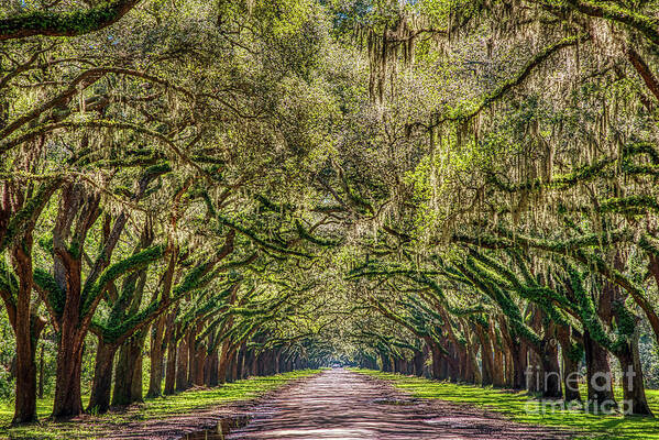 Moss Art Print featuring the photograph Spanish Moss Tree Tunnel by Paul Quinn
