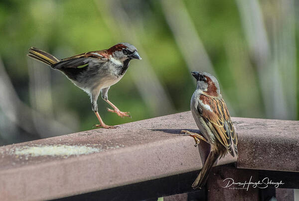 Hooded Sparrow Art Print featuring the photograph Sparrows At Play by Dawn Hough Sebaugh