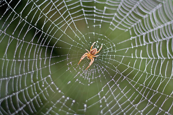 Garden Spider Art Print featuring the photograph Spider In A Dew Covered Web by Bruceblock