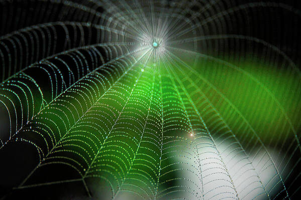 Natural Pattern Art Print featuring the photograph Spiderweb by Propiedad De Jaime Serrano 69