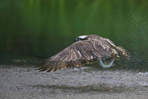 Osprey Art Print featuring the photograph Splash by Ray Cooper