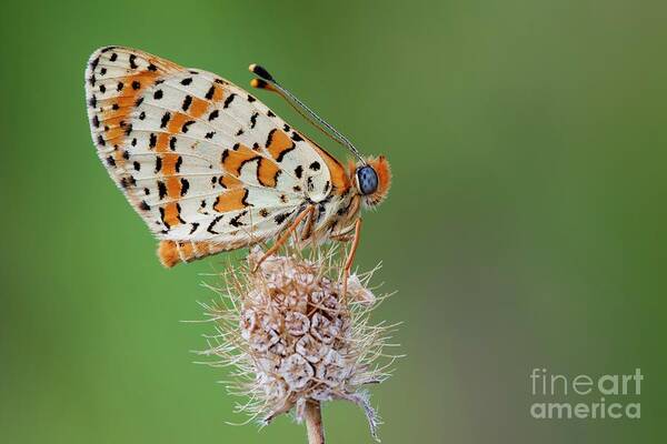 Arthropod Art Print featuring the photograph Spotted Fritillary Butterfly by Heath Mcdonald/science Photo Library