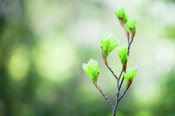 Emergence Art Print featuring the photograph Spring Buds by Borchee