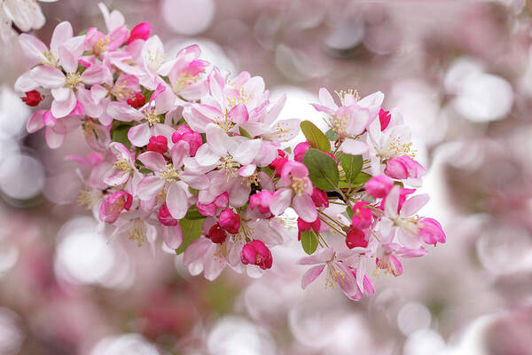 Spring Art Print featuring the photograph Cherry Blossom Spring at Dougherty by Vanessa Thomas