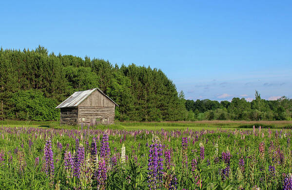 Lupine Art Print featuring the photograph Spring Lupine Barn 34 by Brook Burling