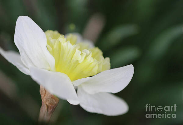 Daffodil Art Print featuring the photograph Spring Sing by Karen Adams