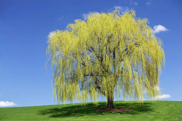 Shadow Art Print featuring the photograph Spring Weeping Willow Against A Blue Sky by Banksphotos