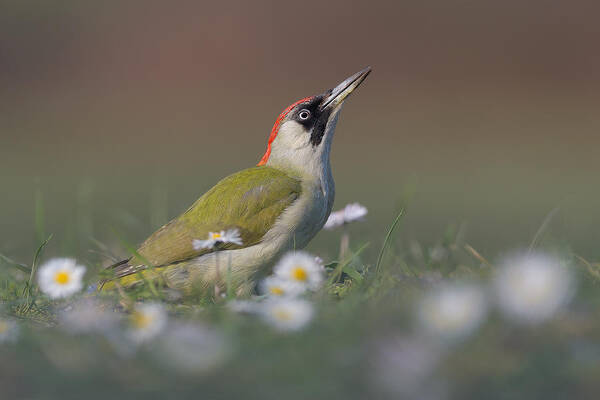 Green Woodpecker Art Print featuring the photograph Springtime by Alessandro Rossini