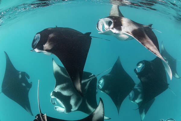 Animal Art Print featuring the photograph Squadron Of Manta Rays Feeding by Tui De Roy