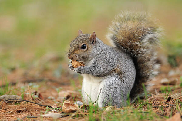 Gray Squirrel Art Print featuring the photograph Squirrel by Marco Pozzi Photographer