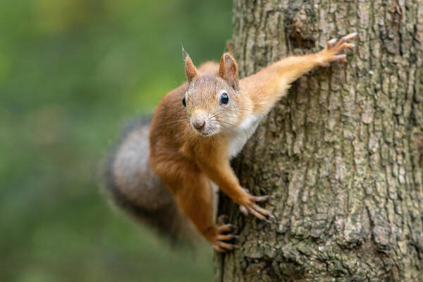 Red Art Print featuring the photograph Squirrel On A Tree by Andrey Kotov