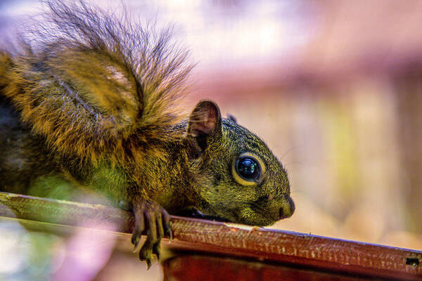 Squirrel Art Print featuring the photograph Squirrels Watchful Eye by Pheasant Run Gallery