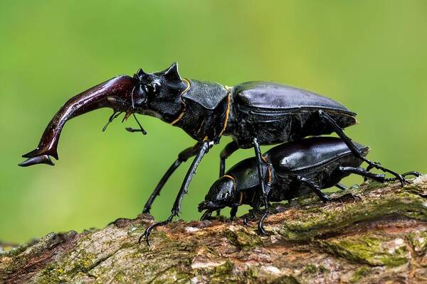 Macro Art Print featuring the photograph Stag Beetle Mating by Petar Sabol