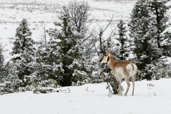 Pronghorn Art Print featuring the photograph Standing Proud by Ronnie And Frances Howard