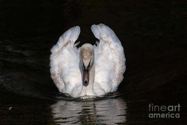Photography Art Print featuring the photograph Staring Swan by Alma Danison
