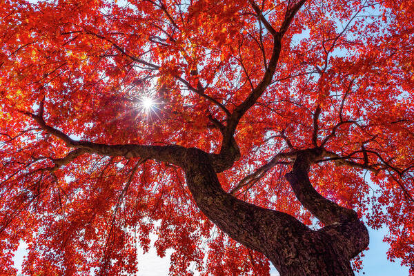 Tree Art Print featuring the photograph Staring Up At Fall by John Randazzo