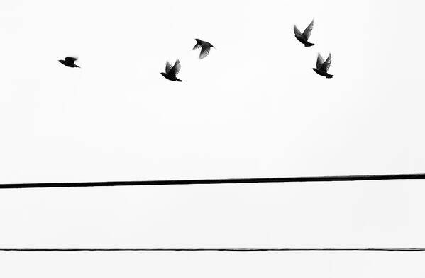 People Art Print featuring the photograph Starlings Flyby by Digi guru