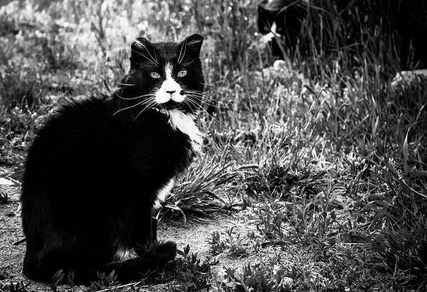 Feral Cat Photo Art Print featuring the photograph Stash Stalking the Amazing Mr. Tom by Sandra Dalton