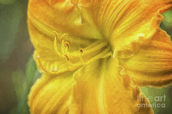 Nature Art Print featuring the photograph Stella D'oro Lily Painted by Sharon McConnell