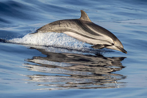 Dolphin Art Print featuring the photograph Striped Reflection by Andrea Izzotti