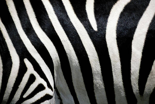 Black Color Art Print featuring the photograph Stripes On Zebra, Extreme Close-up by Medioimages/photodisc