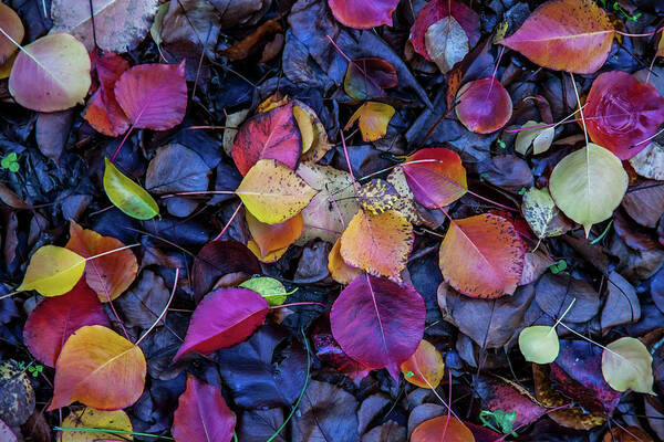 Autumn Leaves Art Print featuring the photograph Summer Leaves by Az Jackson