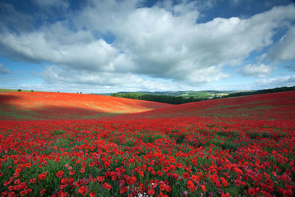 Scenics Art Print featuring the photograph Summer Poppyfield by Antonyspencer