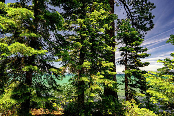 Lake Tahoe Art Print featuring the photograph Summer Trees in Lake Tahoe by Christopher Johnson