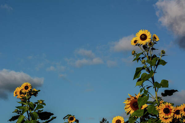 Nature Art Print featuring the photograph Sunflower Buddies by Douglas Wielfaert