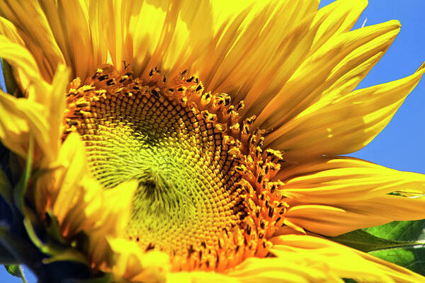 Sunflower Art Print featuring the photograph Summer Sunflower by Christina Rollo