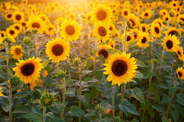 Flower Art Print featuring the photograph Sunflowers field by Top Wallpapers