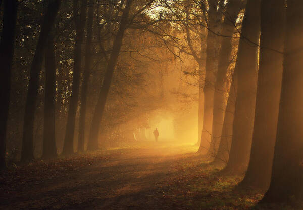People Art Print featuring the photograph Sunlight Passing Through Trees In Autumn by Bob Van Den Berg Photography