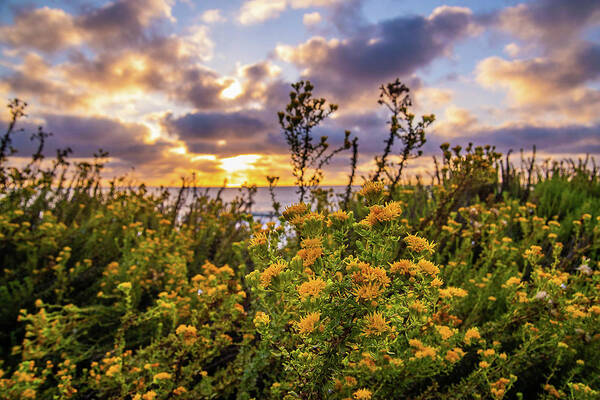 Flowers Art Print featuring the photograph Sunset Flowers by Local Snaps Photography