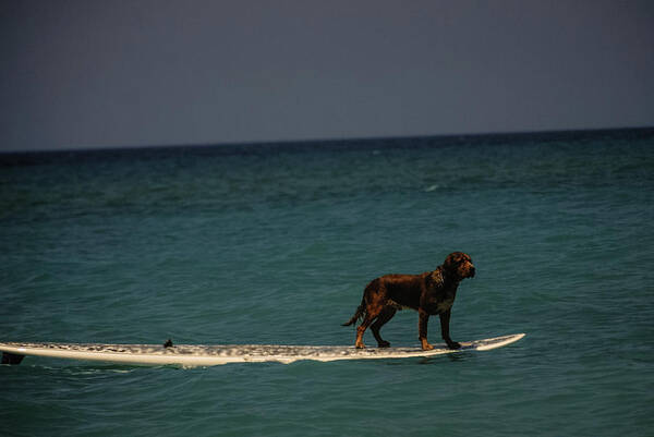 People Art Print featuring the photograph Surfing Dog by Tito Slack