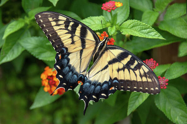 Butterfly Art Print featuring the photograph Swallowtail #3 by Minnie Gallman