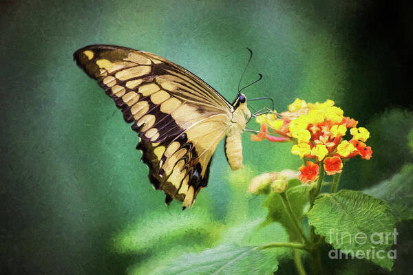 Nature Art Print featuring the photograph Swallowtail Butterfly by Sharon McConnell
