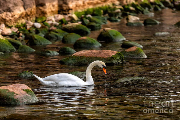 Photography Art Print featuring the photograph Swan and Moss by Alma Danison