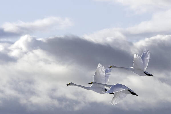 Swan Art Print featuring the photograph Swans In The Sky by Anne Ueland