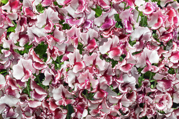 Lathyrus Odoratus Art Print featuring the photograph Sweet Pea Lisa Marie Flowers by Tim Gainey