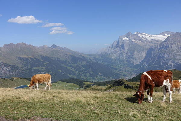 Switzerland Art Print featuring the photograph Swiss Cows Grazing by Patricia Caron