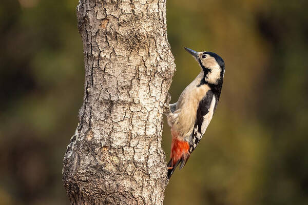 Wild Art Print featuring the photograph Syrian Woodpecker by Vida