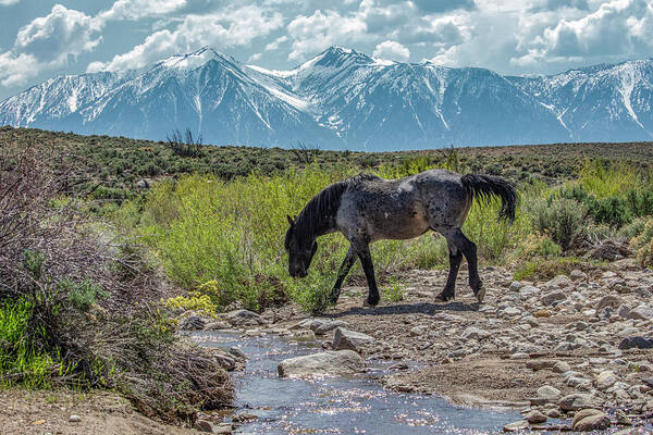 Horse Art Print featuring the photograph _t__0634 by John T Humphrey