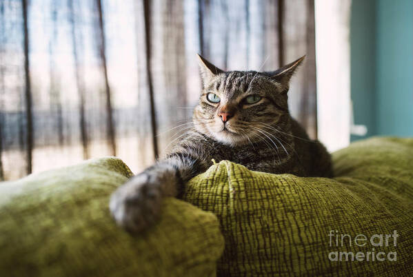 Pets Art Print featuring the photograph Tabby Cat Relaxing On Couch by Westend61