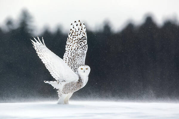 Owl Art Print featuring the photograph Take Off by Alessandro Catta