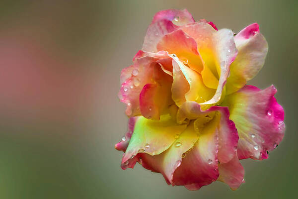 Nature
Rose
Flower
Bloom
Colorful
Beauty Art Print featuring the photograph Tea Rose In A Light Rainw by Jlloydphoto